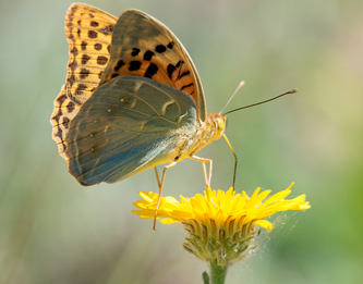 Argynnis pandora